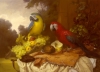 Macaw