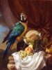 Macaw
