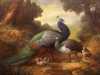 Peacocks
